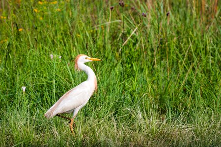 White heron animal photo