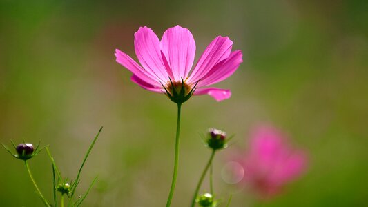 Nature plants red