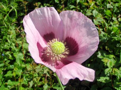 Mohngewaechs poppy flower pink photo