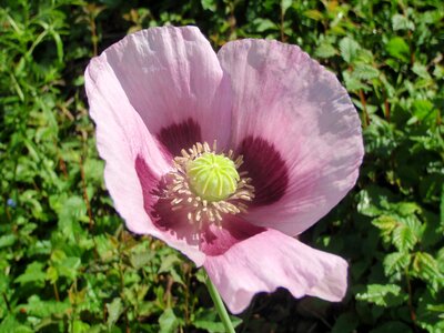 Mohngewaechs poppy flower pink