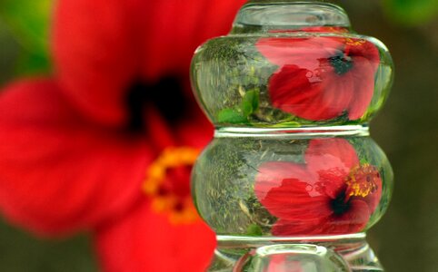 Flower red mallow photo