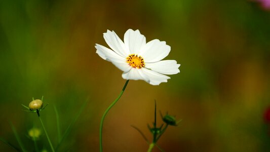 Nature plants garden
