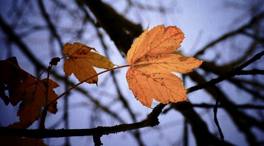 Fall tree forest photo