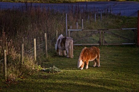 The pony animals pasture