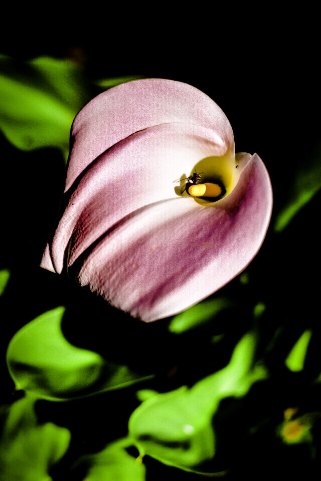Nature flower black bee