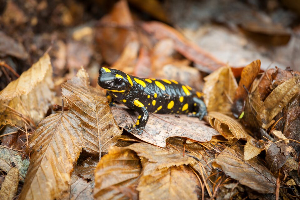 Landscape amphibian newt