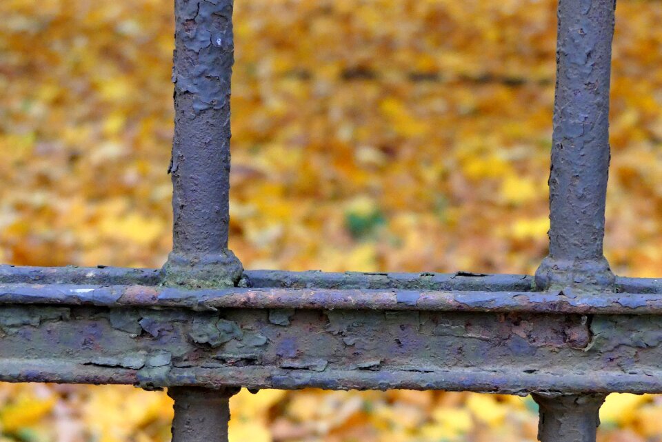 Foliage closeup park