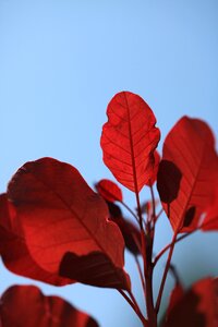 Blue cotinus autumn