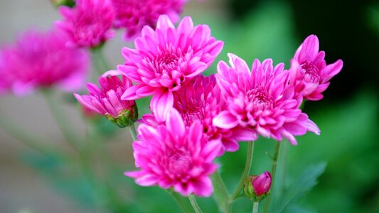 Nature plants red