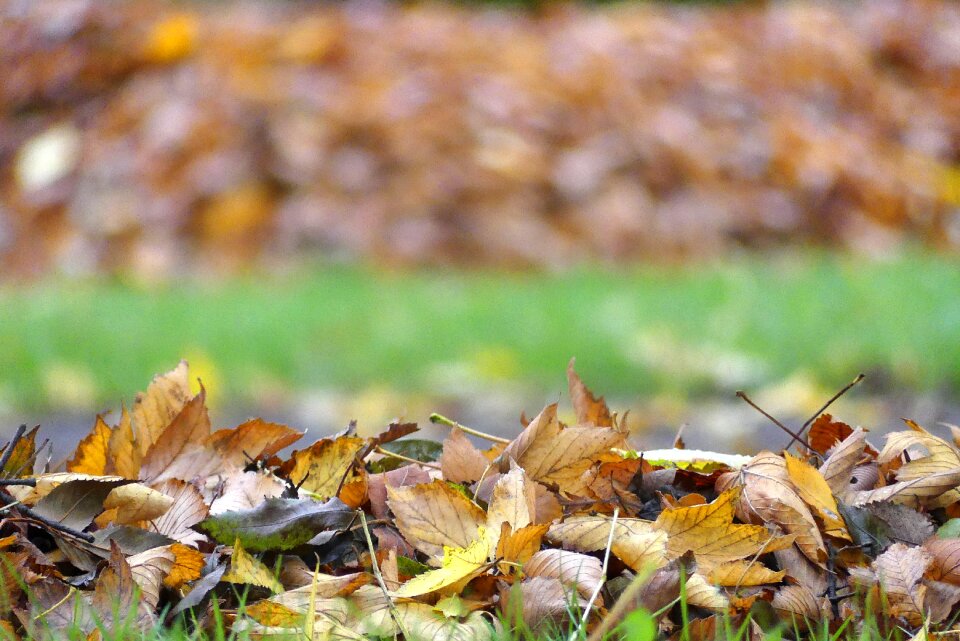 October leaf colored