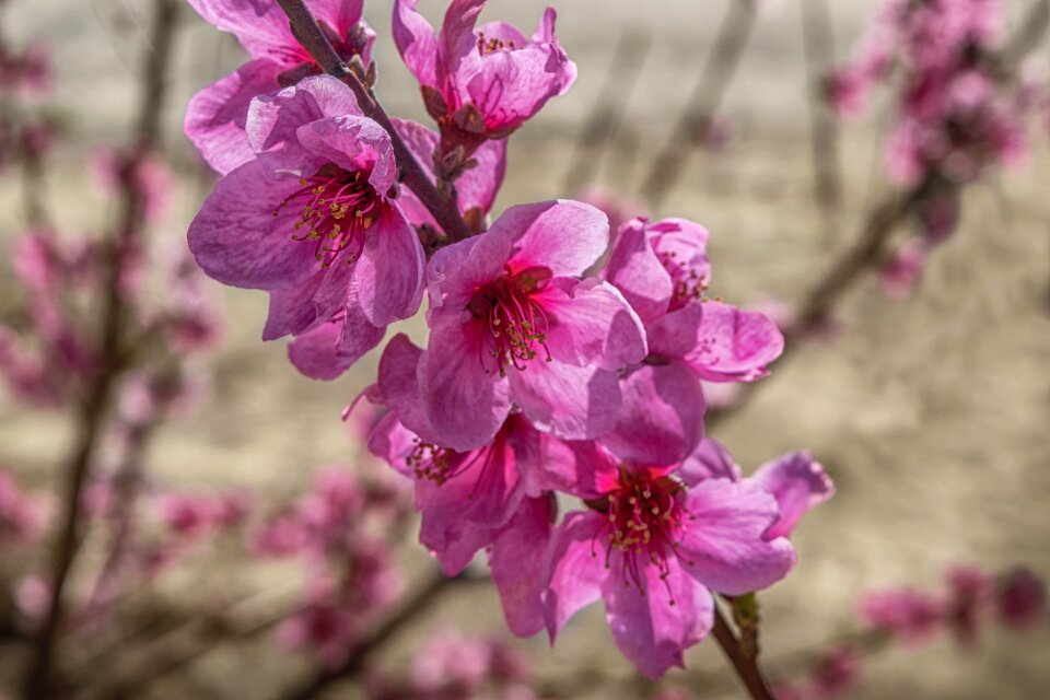 Spring flowering cieza