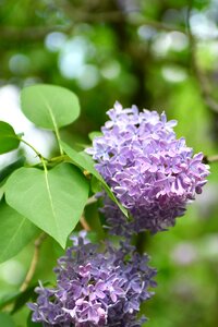 Flowers plant nature photo