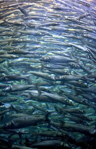 Aquarium shoal silver