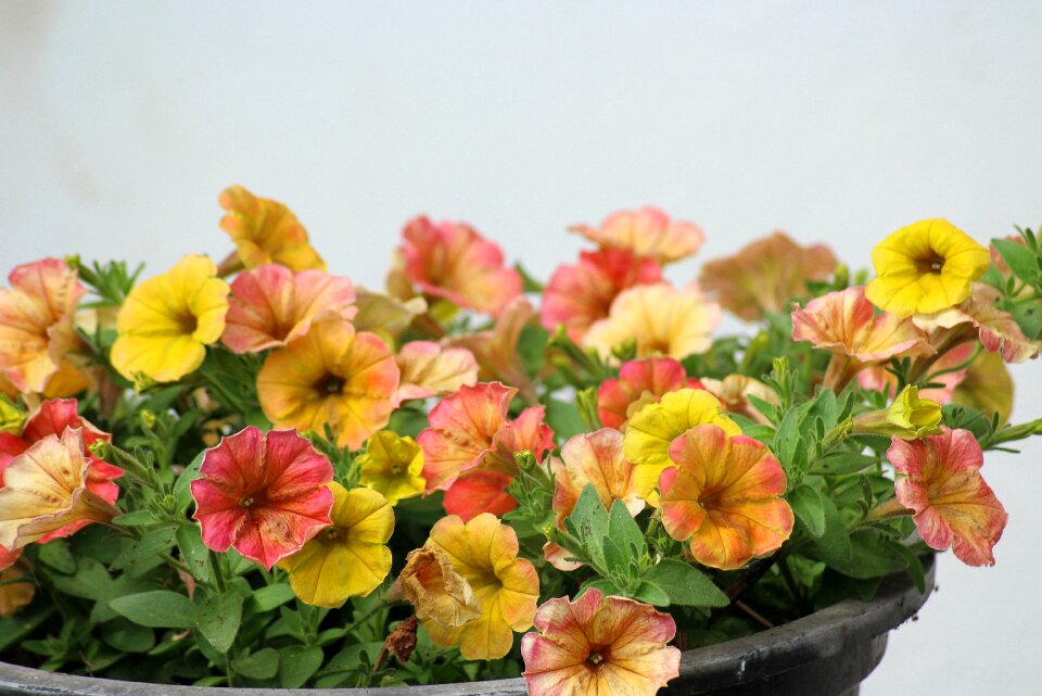 Nature plant spring