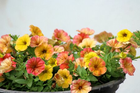 Nature plant spring