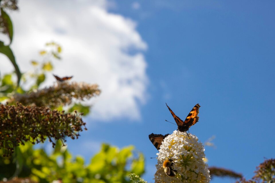 Garden summer animal