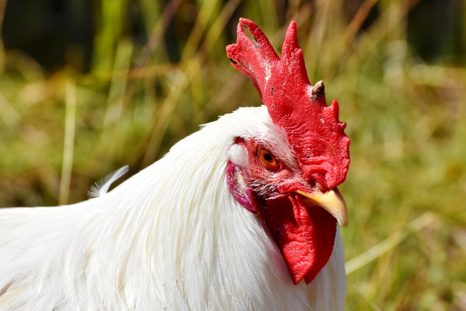 Cockscomb chicken gockel