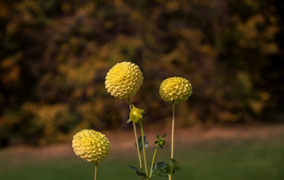 Bloom plant flora