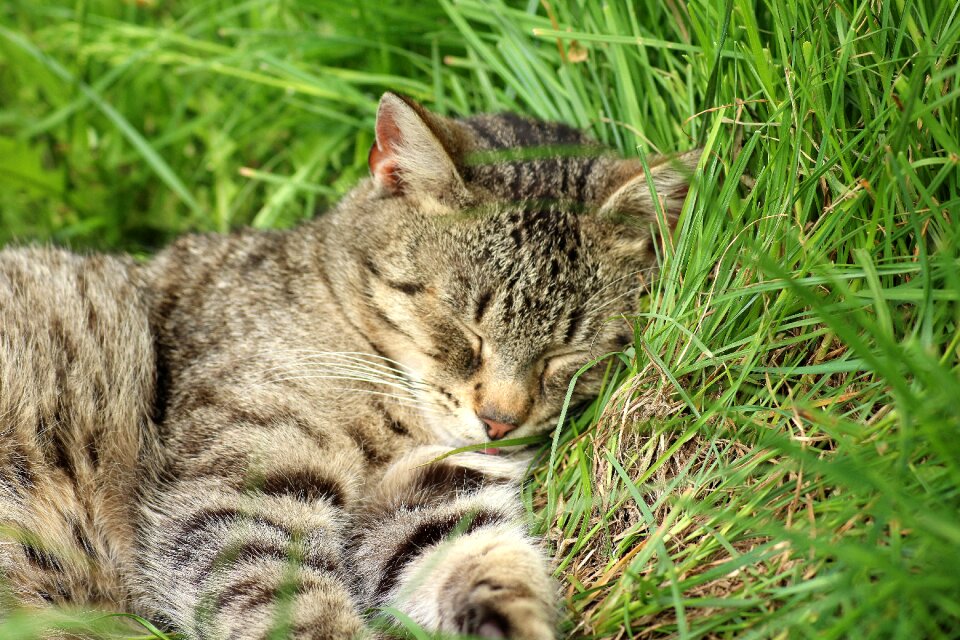 Sleepy nature mammals