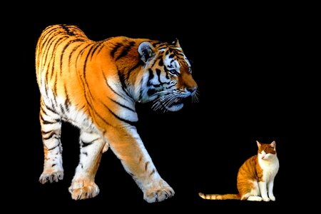 Big cat domestic cat predator