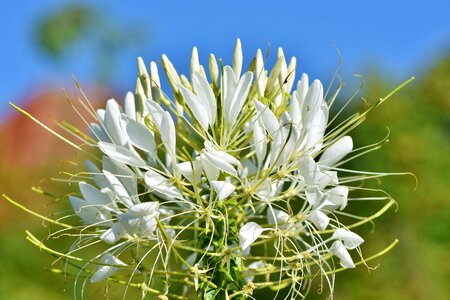 Cleomaceae stamens blossom