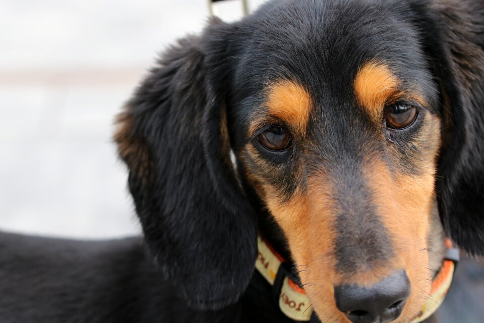 Walk cute pet dogs