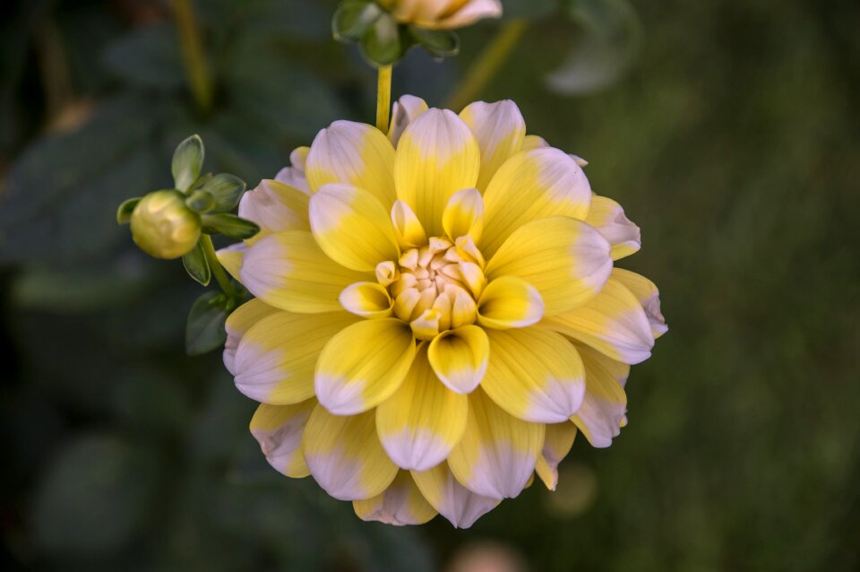 Bloom plant flora