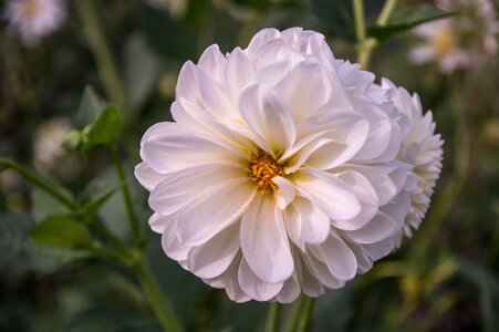 Bloom plant flora