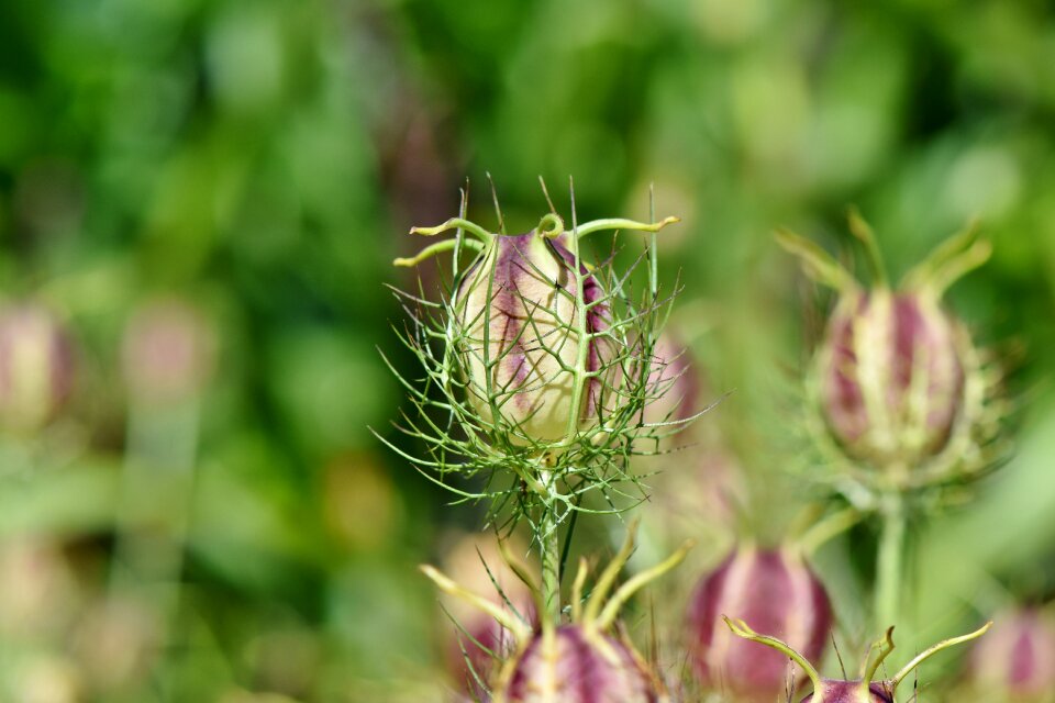 Prickly gretchen in the bush black cumin