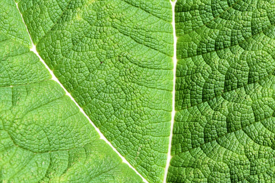 Giant rhubarb mammoth leaf gunnera leaf veins