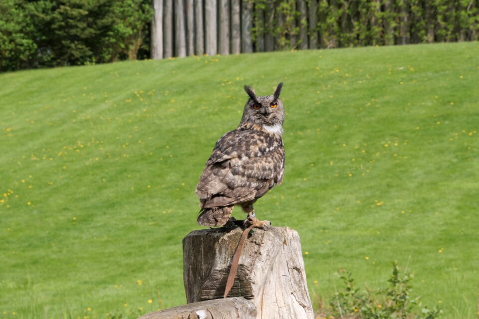 Feather bird of prey flying