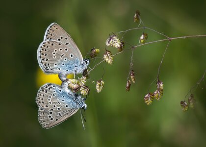 Wings summer insect