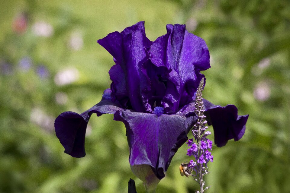 Plant nature blossom