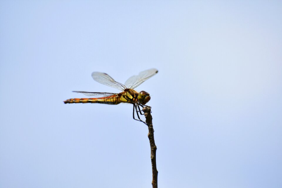 Insect dragonfly red dragonfly