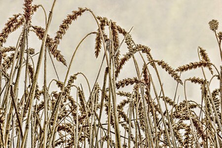 Wheat spike rural summer