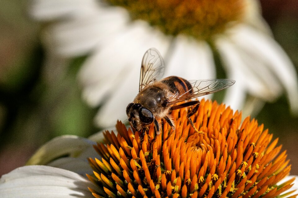 Eristalis tenax hover fly pollen