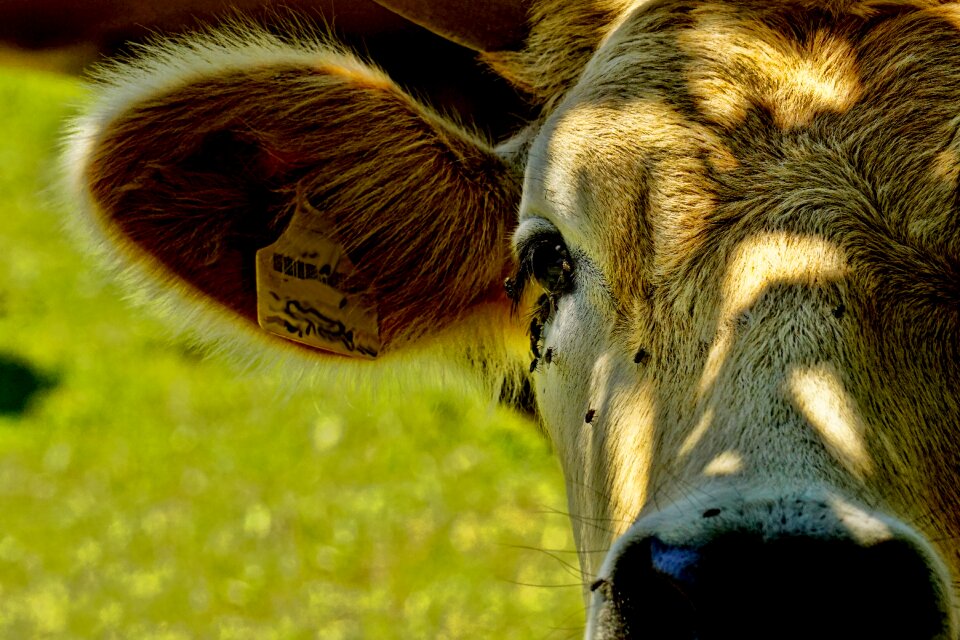 Beef portrait close up