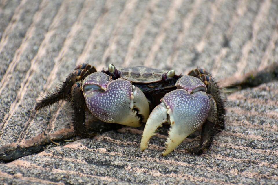 Crab pair of scissors waterside