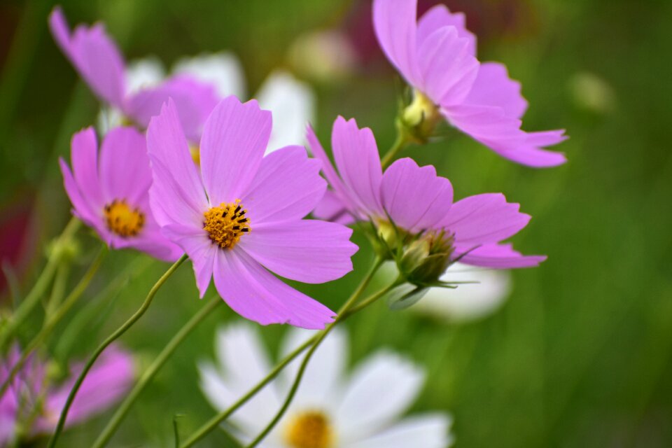 Flowering plant flowers petal photo