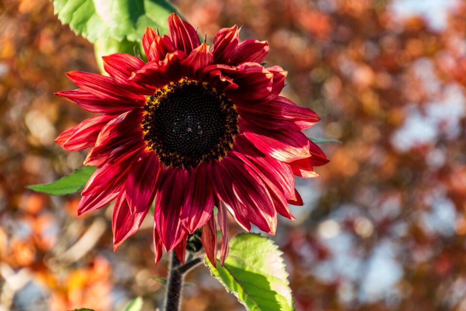 Summer blossom bloom