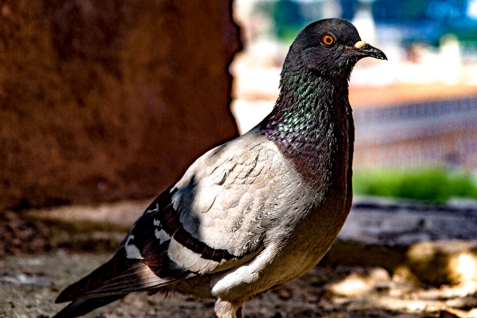 Animal nature outdoor