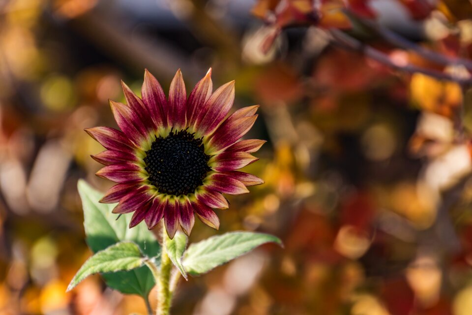 Summer blossom bloom