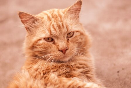 Long hair pet kitten photo