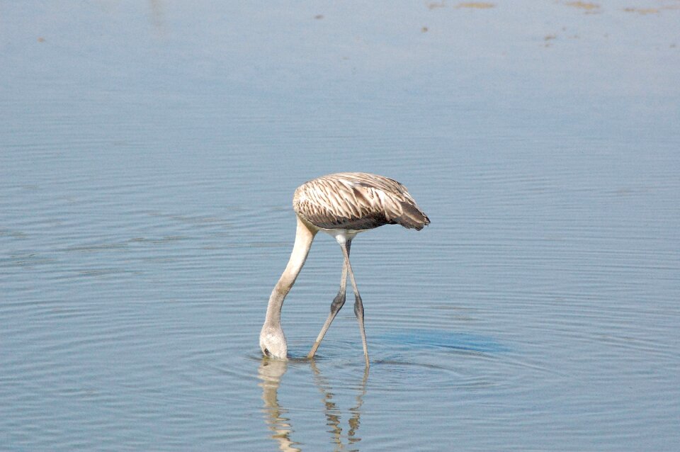 Doñana national park young flamenco flamenco gray