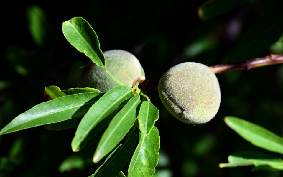 Branch fruits immature