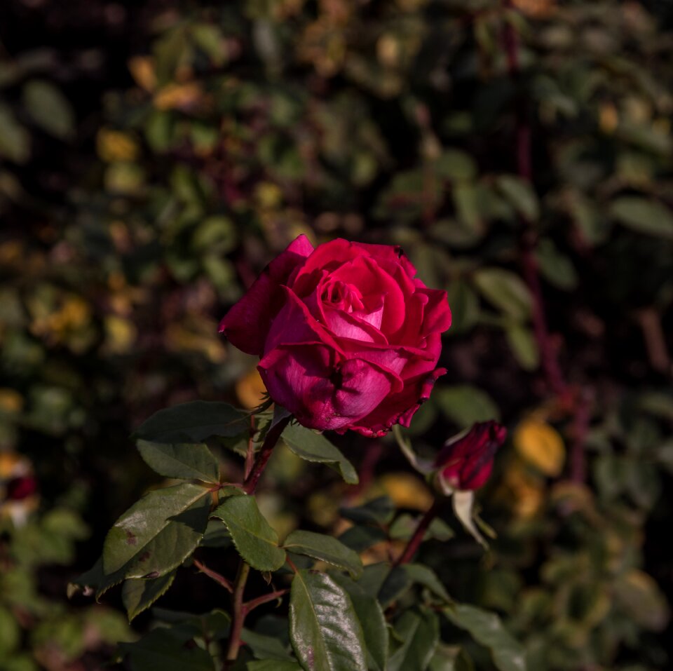 Flower nature romantic