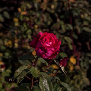 Flower nature romantic