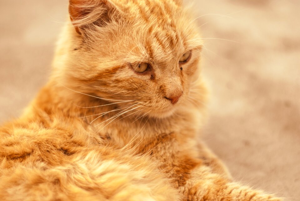 Long hair pet kitten
