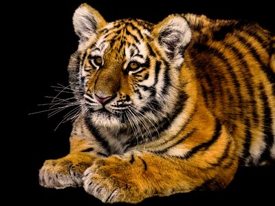 Young animal young tiger big cat