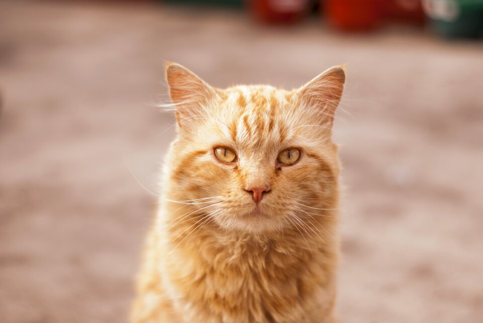 Long hair pet kitten